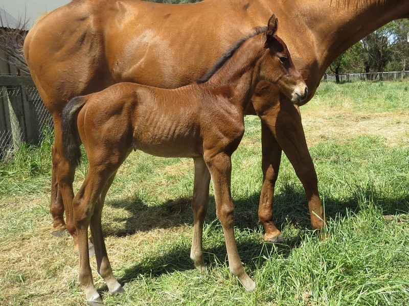 097 Selection x Lord Of The Sky bf 28-10 3d